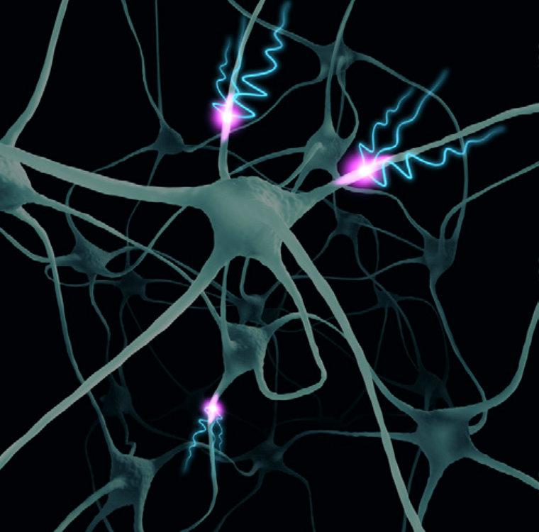 Neuronas durante la actividad normal